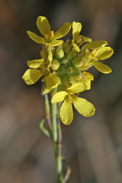 Hirschfeldia incana, Senape canuta, Alaussa, Giuspinu