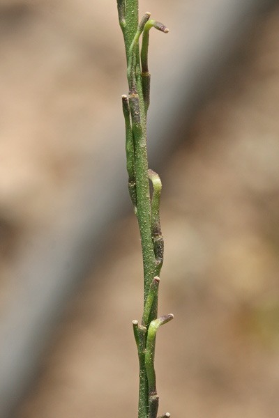 Hirschfeldia incana, Senape canuta, Alaussa, Giuspinu