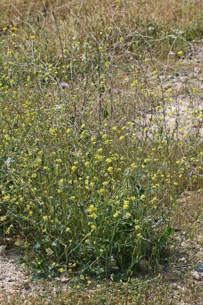 Hirschfeldia incana, Senape canuta, Alaussa, Giuspinu