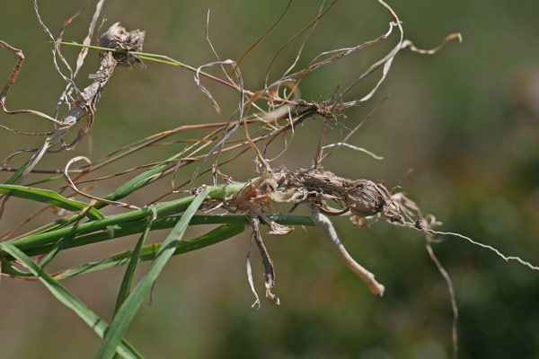 Hordeum bulbosum, Orzo bulboso, Acucca