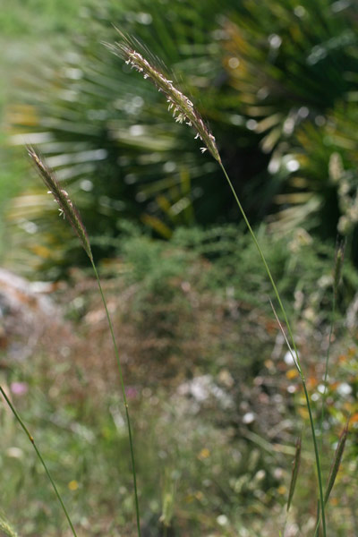 Hordeum bulbosum, Orzo bulboso, Acucca