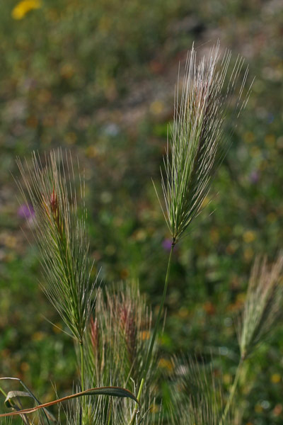 Hordeum murinum subsp. leporinum, Orzo leporino, Orzo mediterraneo, Cuscuscioni, Erba murina, Ispina murina, Orgiu de topis, Orgixeddu de topis, Pisitteddus, Spiga murra, Spiga murina