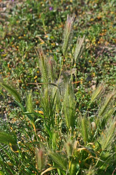 Hordeum murinum subsp. leporinum, Orzo leporino, Orzo mediterraneo, Cuscuscioni, Erba murina, Ispina murina, Orgiu de topis, Orgixeddu de topis, Pisitteddus, Spiga murra, Spiga murina