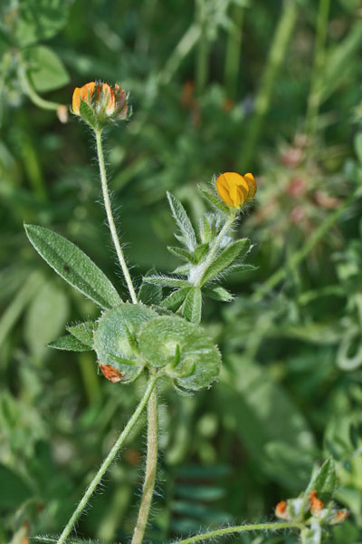 Hymenocarpos circinnatus, Cornicina, Assuddixedda burda