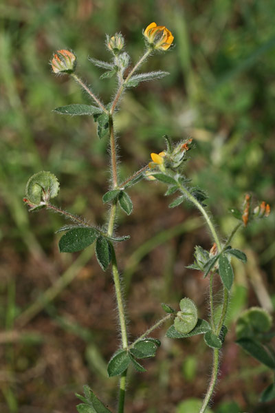 Hymenocarpos circinnatus, Cornicina, Assuddixedda burda