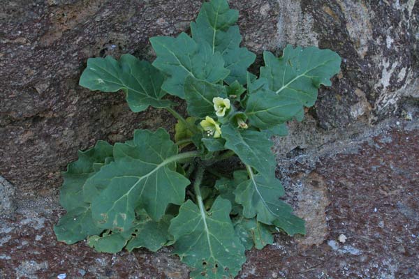 Hyoscyamus albus, Giusquiamo bianco, Muttuturu, Nasturru, Josciamu