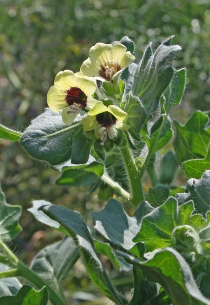 Hyoscyamus albus, Giusquiamo bianco, Muttuturu, Nasturru, Josciamu