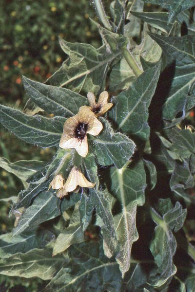 Hyoscyamus niger, Erba da piaghe, Fava porcina, Giusquiamo nero, Folla de oppus, Muttuturu