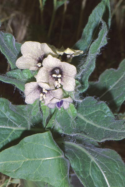 Hyoscyamus niger, Erba da piaghe, Fava porcina, Giusquiamo nero, Folla de oppus, Muttuturu