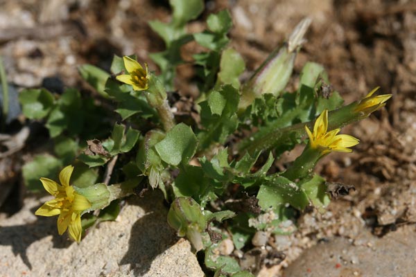 Hyoseris scabra, Radicchio ruvido