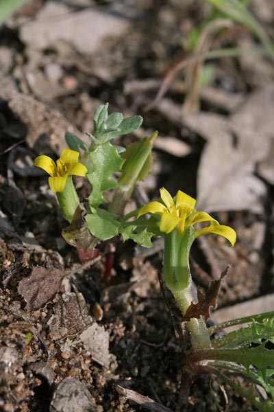 Hyoseris scabra, Radicchio ruvido