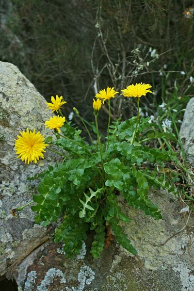 Hyoseris lucida subsp. taurina, Radicchio di scogliera, Radicchio spagnolo, Cicoria de mari, Pabanzolu de mari