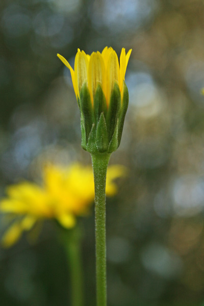 Hyoseris lucida subsp. taurina, Radicchio di scogliera, Radicchio spagnolo, Cicoria de mari, Pabanzolu de mari