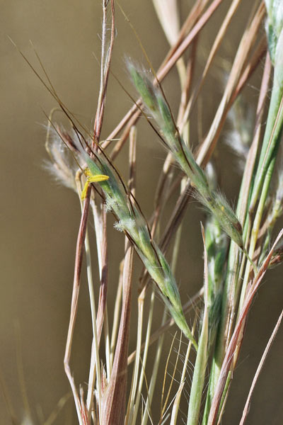 Hyparrhenia hirta, Barboncino mediterraneo, Erba de barba
