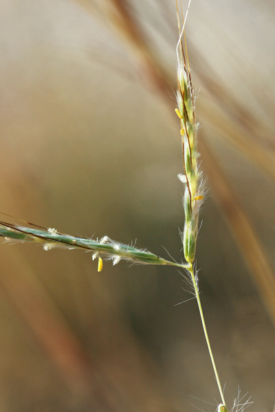 Hyparrhenia hirta, Barboncino mediterraneo, Erba de barba