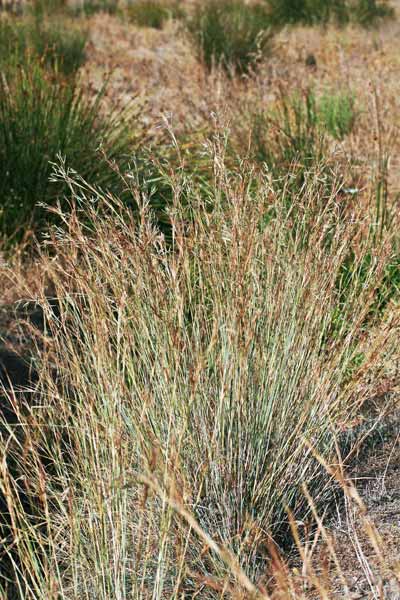 Hyparrhenia hirta, Barboncino mediterraneo, Erba de barba