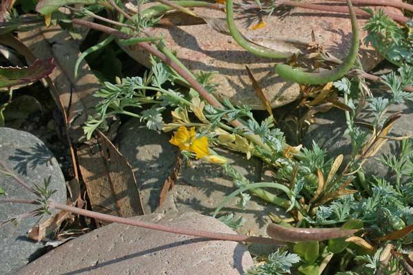 Hypecoum procumbens, Cornacchina comune