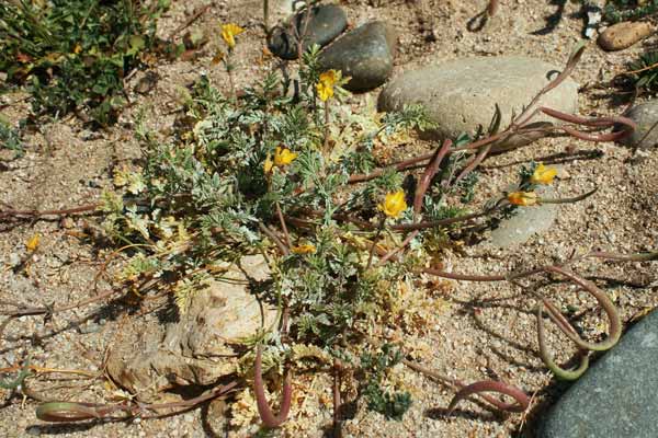 Hypecoum procumbens, Cornacchina comune