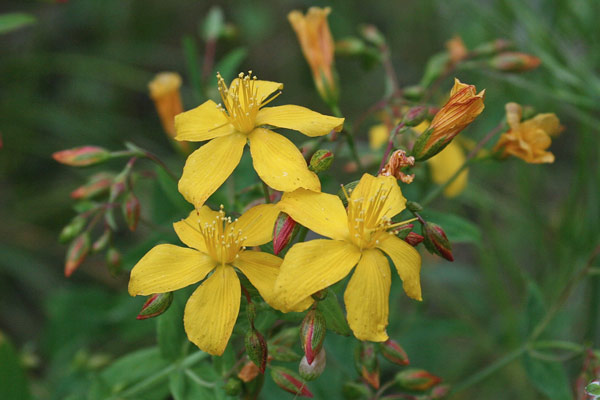 Hypericum australe, Erba di San Giovanni meridionale