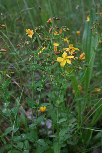 Hypericum australe, Erba di San Giovanni meridionale