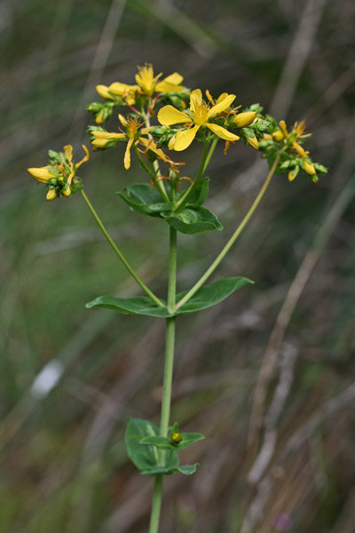 Hypericum perfoliatum, Erba di San Giovanni a foglie cordate