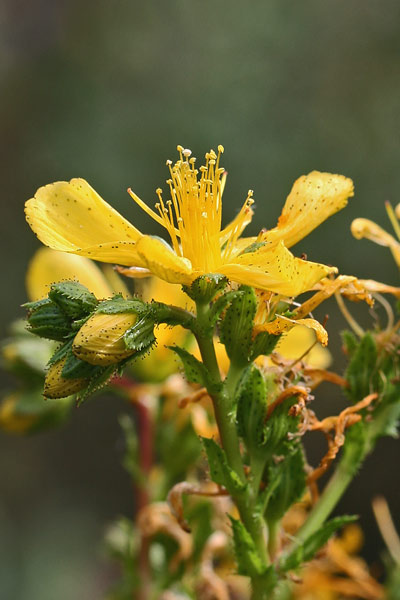 Hypericum perfoliatum, Erba di San Giovanni a foglie cordate