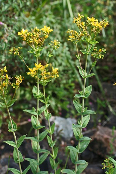 Hypericum perfoliatum, Erba di San Giovanni a foglie cordate