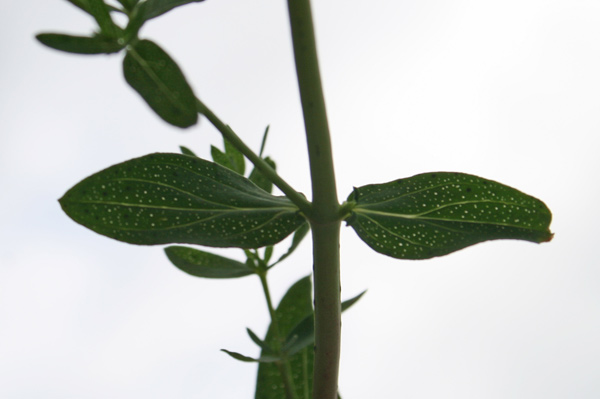 Hypericum perforatum, Cacciadiavoli, Iperico, Millebuchi, Erba de piricoccu, Erba de Santu Giuanni, Perigone