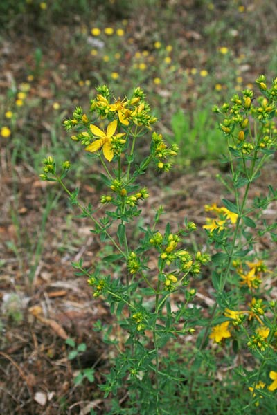 Hypericum perforatum, Cacciadiavoli, Iperico, Millebuchi, Erba de piricoccu, Erba de Santu Giuanni, Perigone