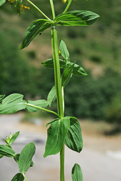 Hypericum tetrapterum, Erba di San Giovanni alata