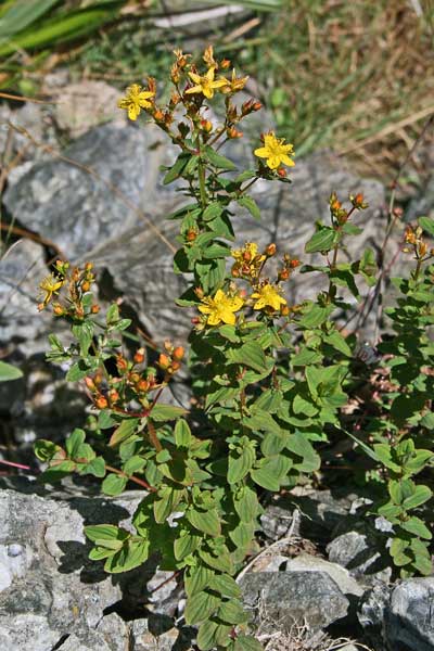 Hypericum tetrapterum, Erba di San Giovanni alata