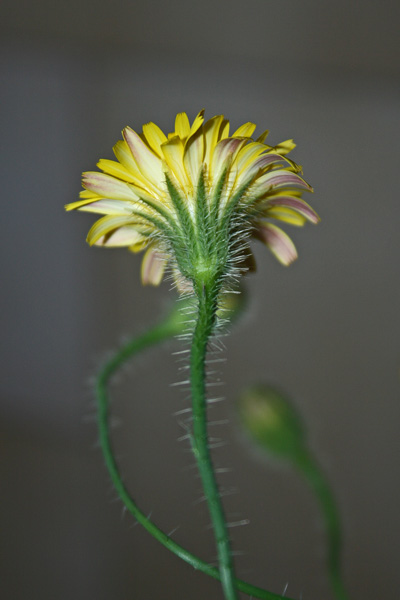 Hypochaeris achyrophorus, Costolina annuale, Lingua di boiu