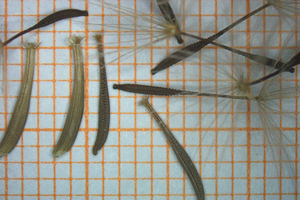 Hypochaeris achyrophorus, Costolina annuale, Lingua di boiu