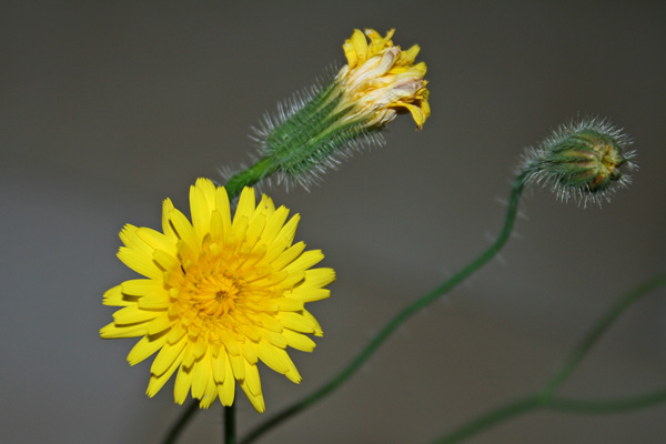 Hypochaeris achyrophorus, Costolina annuale, Lingua di boiu