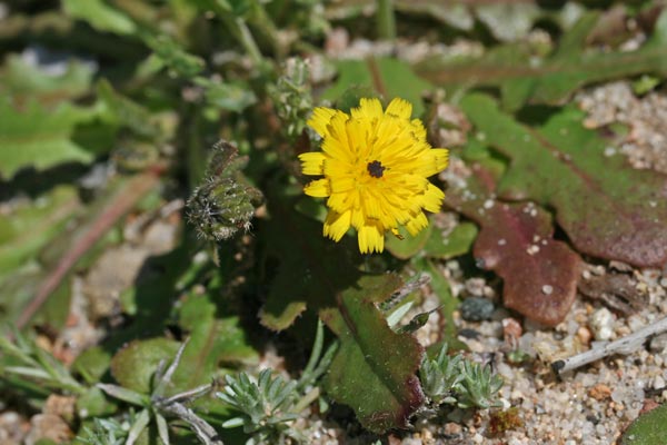 Hypochaeris glabra, Costolina liscia, Lingua di boiu