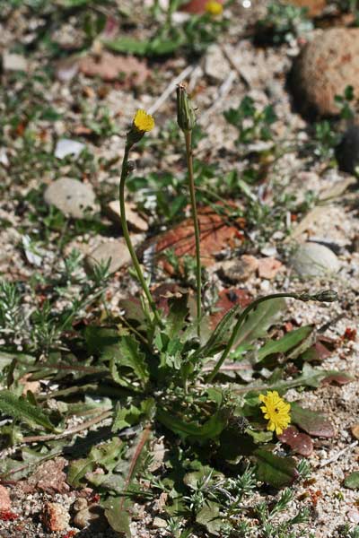 Hypochaeris glabra, Costolina liscia, Lingua di boiu