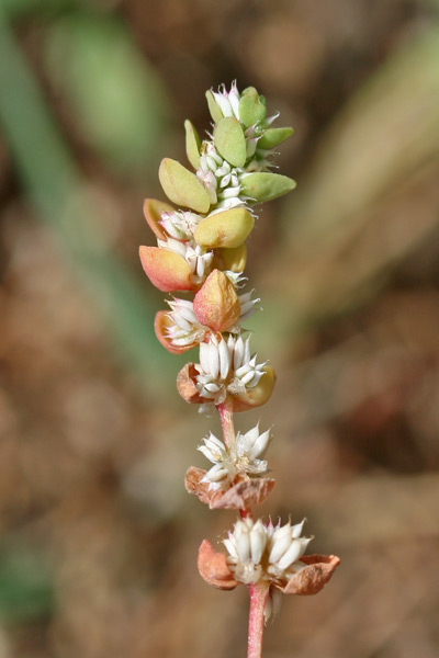 Illecebrum verticillatum, Corrigiola, Corrigiola verticillata