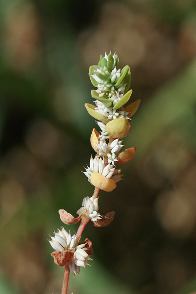 Illecebrum verticillatum, Corrigiola, Corrigiola verticillata