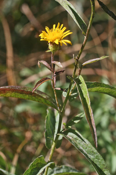 Pentanema salicinum, Enula, Enula aspra, Inula a foglia di salice, Eiba pudida