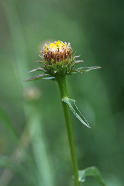 Pentanema salicinum, Enula, Enula aspra, Inula a foglia di salice, Eiba pudida