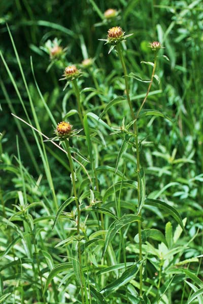 Pentanema salicinum, Enula, Enula aspra, Inula a foglia di salice, Eiba pudida