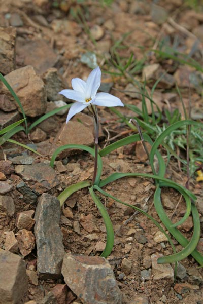 Ipheion uniflorum, Fiorestella, Ifeion