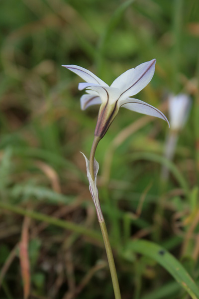 Ipheion uniflorum, Fiorestella, Ifeion