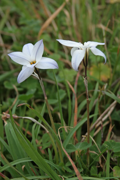 Ipheion uniflorum, Fiorestella, Ifeion