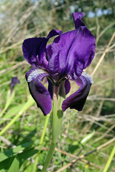 Iris germanica, Giaggiolo germanico, Giaggiolo paonazzo, Iris germanica, Iris asulu, Iris de muru, Lillu de muru, Lillu violettu