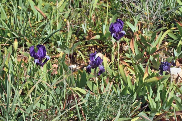 Iris germanica, Giaggiolo germanico, Giaggiolo paonazzo, Iris germanica, Iris asulu, Iris de muru, Lillu de muru, Lillu violettu