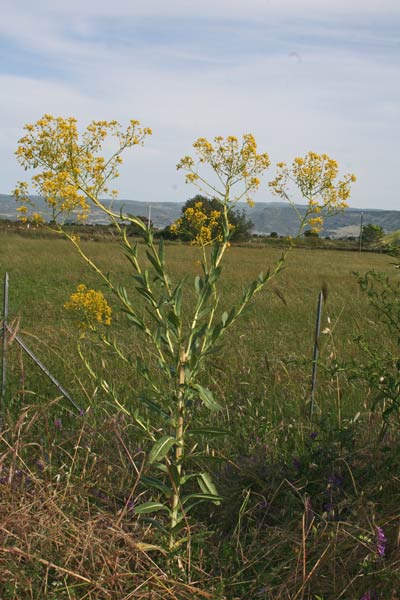 Isatis tinctoria, Glasto comune, Guado, Guadu