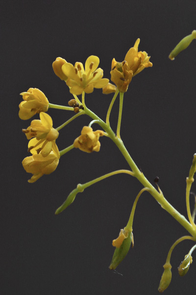 Isatis tinctoria, Glasto comune, Guado, Guadu