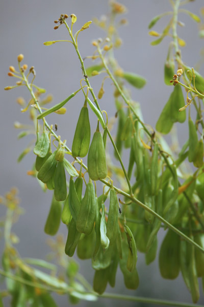 Isatis tinctoria, Glasto comune, Guado, Guadu