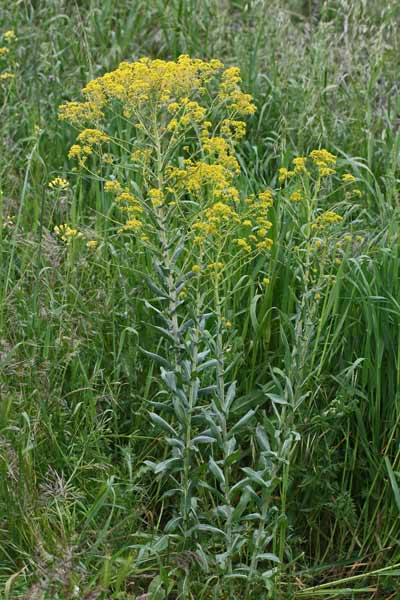 Isatis tinctoria, Glasto comune, Guado, Guadu